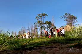 草海隧道公园的芦苇荡图片