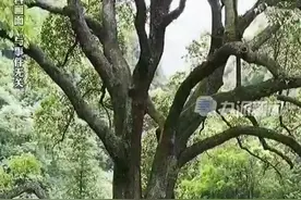 多人合伙毒死百年古树采伐获刑，法院：构成危害国家重点保护植物罪图片