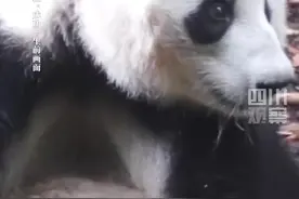 网红熊猫“花花”的妈妈，大熊猫“成功”在兽舍内死亡，终年23岁图片