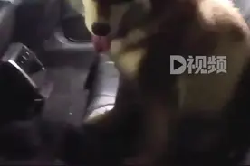 【#迷路狗被民警牵去宣传反诈#：边宣传边找狗主人】图片