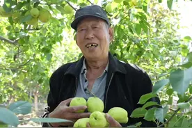 视频 ｜ 【2023中国农民丰收节】金秋送爽梨满枝 果农丰收采摘忙图片