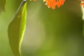 秋的N个关键词图片