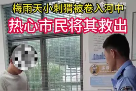 【暖心！#男子蹚水救起被卷入河中小刺猬#[心]】图片