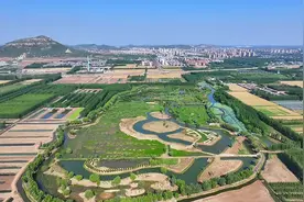 泰安市东平县：绿意盎然稻屯洼 群鸟翩跹舞湿地图片