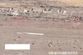 整整12匹， 这次管护员碰到了狼群图片