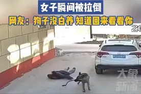 狗子看到伙伴激动爆冲把主人拉倒图片