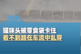 猫咪头套袋子过马路 女子车流中救助图片