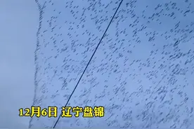 辽宁盘山上万只鸟“拉网式”向前飞！发生了什么？图片