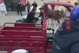 湖北街头一待宰黄牛受惊冲向路人，目击者：被宰杀过程中受惊逃跑，派出所：已赶到现场将牛击毙图片