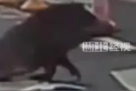 K7541列车行驶至辽宁铁岭时与两头野猪相撞列车晚点约35分钟 两头野猪一死一伤图片