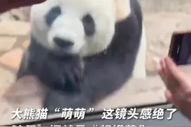 【#大熊猫的镜头感有多绝#】图片