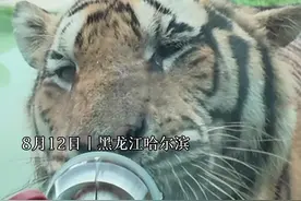 全国主流媒体龙江采风行 | 揭秘网红虎“二埋汰”名字的由来，相关短剧已超过160集图片