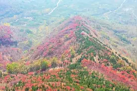 村村有好戏丨临沂蒙阴：满山红叶似彩霞图片