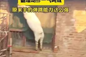 飞檐走壁的“功夫羊”翻墙动作一气呵成 原来羊的弹跳能力这么强图片