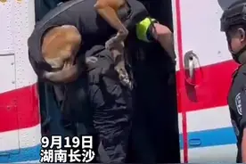 【神犬奇兵从天而降！长沙公安特巡警“神犬奇兵”实战训练，特警携带警犬从直升机索降】图片