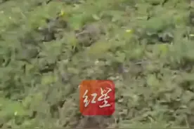 “天青牛蟒”再现凉山？网友近距离拍到“长牛角”的蛇 专家：实为颈棱蛇在吞食蟾蜍图片