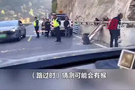 四川绵茂公路一路段遭猴子拦路讨食 交警很无奈赶也赶不走 网友：妨碍交通，建议拘留几天图片