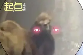 凌晨4点的马路上惊现骆驼图片