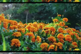 谁知一不小心上了贼船！快来听反洗钱版《上春山》图片