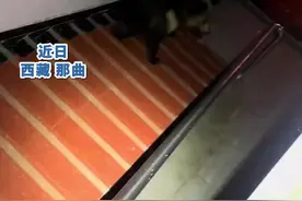 男子摩旅住酒店过夜遇野熊闯入觅食#：它们只找吃的，不伤人图片