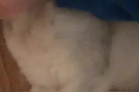 小猫突然发病昏倒了图片