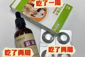狗狗子宫蓄脓！这样做2周就能痊愈！！图片