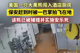 美国一只大黑熊闯入酒店厨房，保安赶到时被一巴掌拍飞在地，该熊已被捕猎并实施安乐死图片