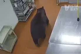 美国一只大黑熊闯入酒店厨房，保安赶到时被一巴掌拍飞在地，该熊已被捕猎并实施安乐死图片