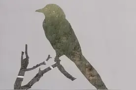 保定植物园里鸟儿多图片