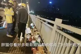 #21岁“纯爱战士”胖猫跳河图片