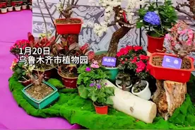 视频 | 新年伊始 梅花报春 乌鲁木齐市植物园第二届迎春梅花展正在展出图片
