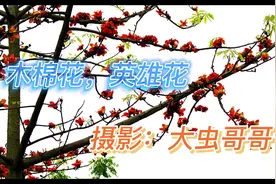 小时候有一首极富壮族风的儿歌：红艳艳的木棉在南疆开放........视频封面