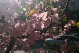 《方方日记》 ——追责与吹哨人图片